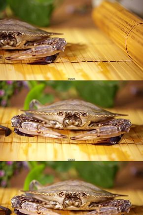 螃蟹嘴口器特写视频模板下载-编号4487465-众图网