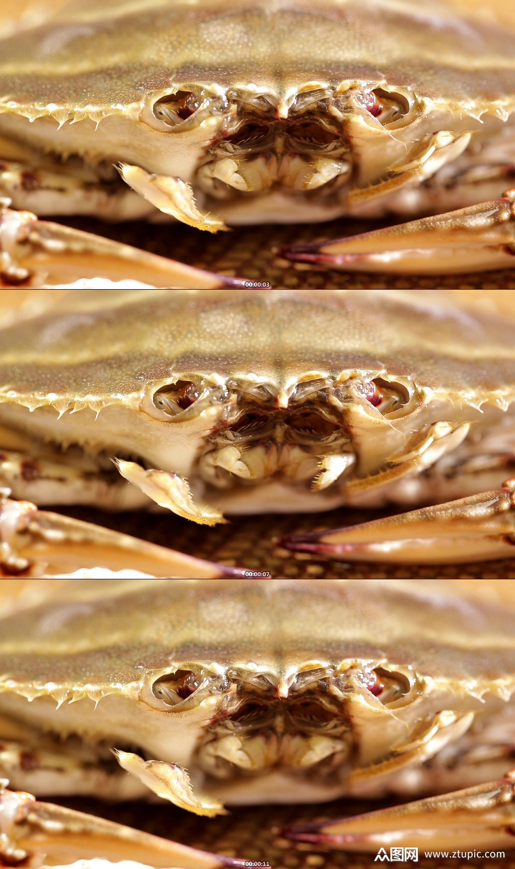 螃蟹嘴口器特写实拍素材