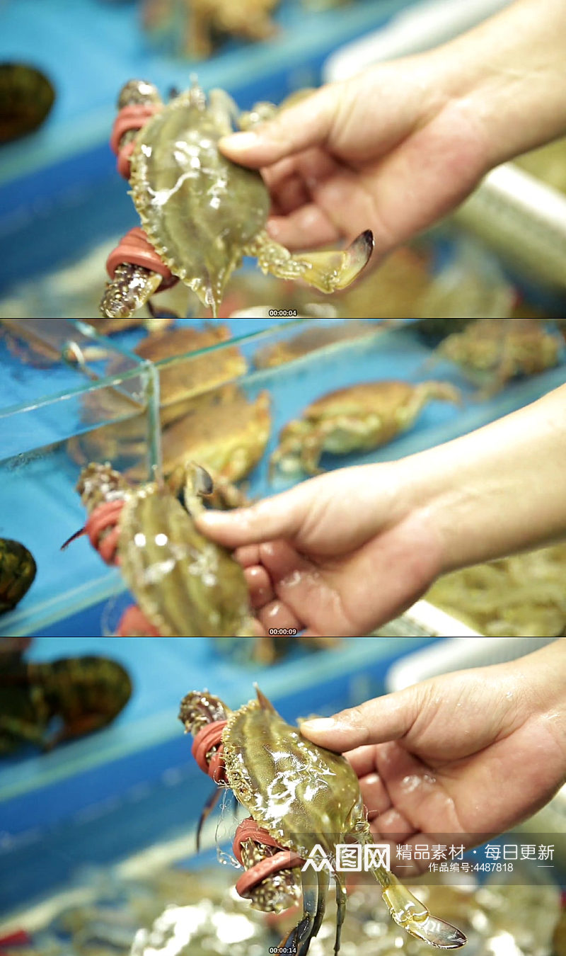 水产市场买螃蟹海蟹实拍素材