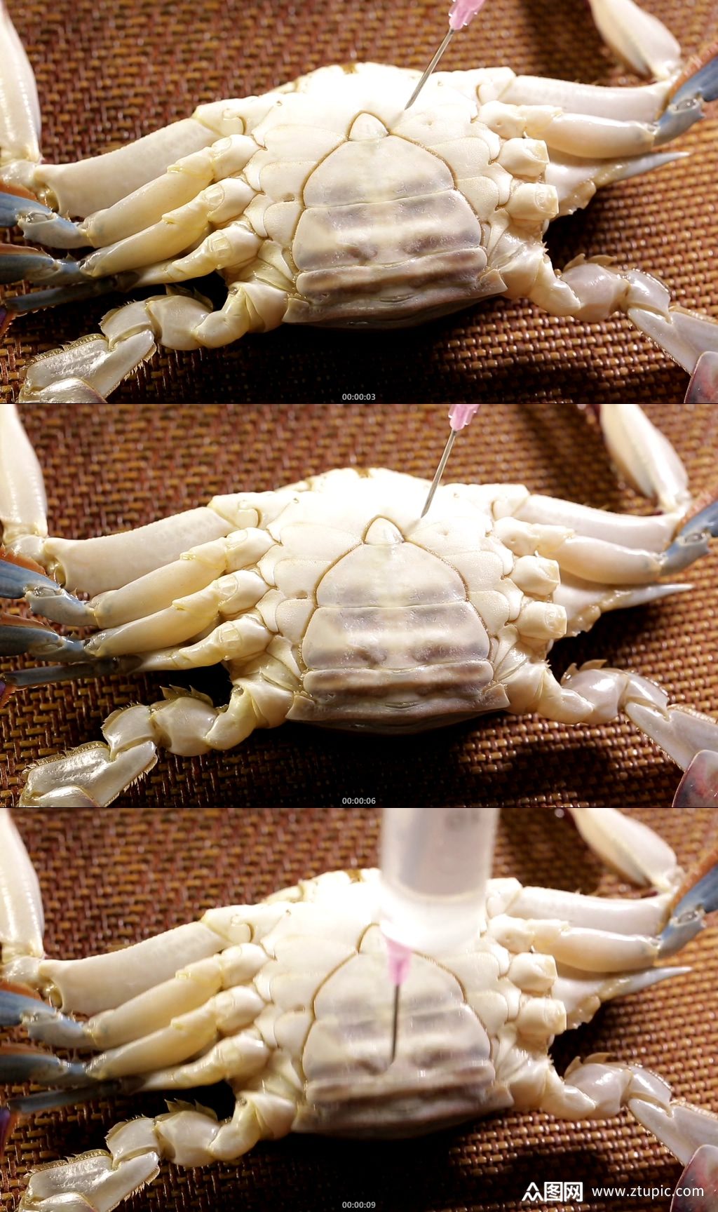 蟹脐特写螃蟹腹部素材