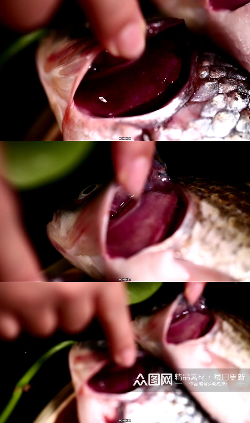 鱼鳃辨别鱼新鲜程度视频素材