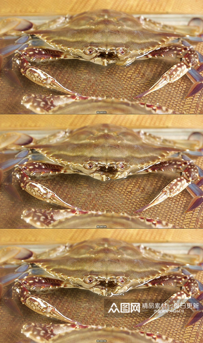 螃蟹壳外壳特写实拍素材