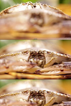 螃蟹嘴口器特写视频模板下载-编号4494483-众图网