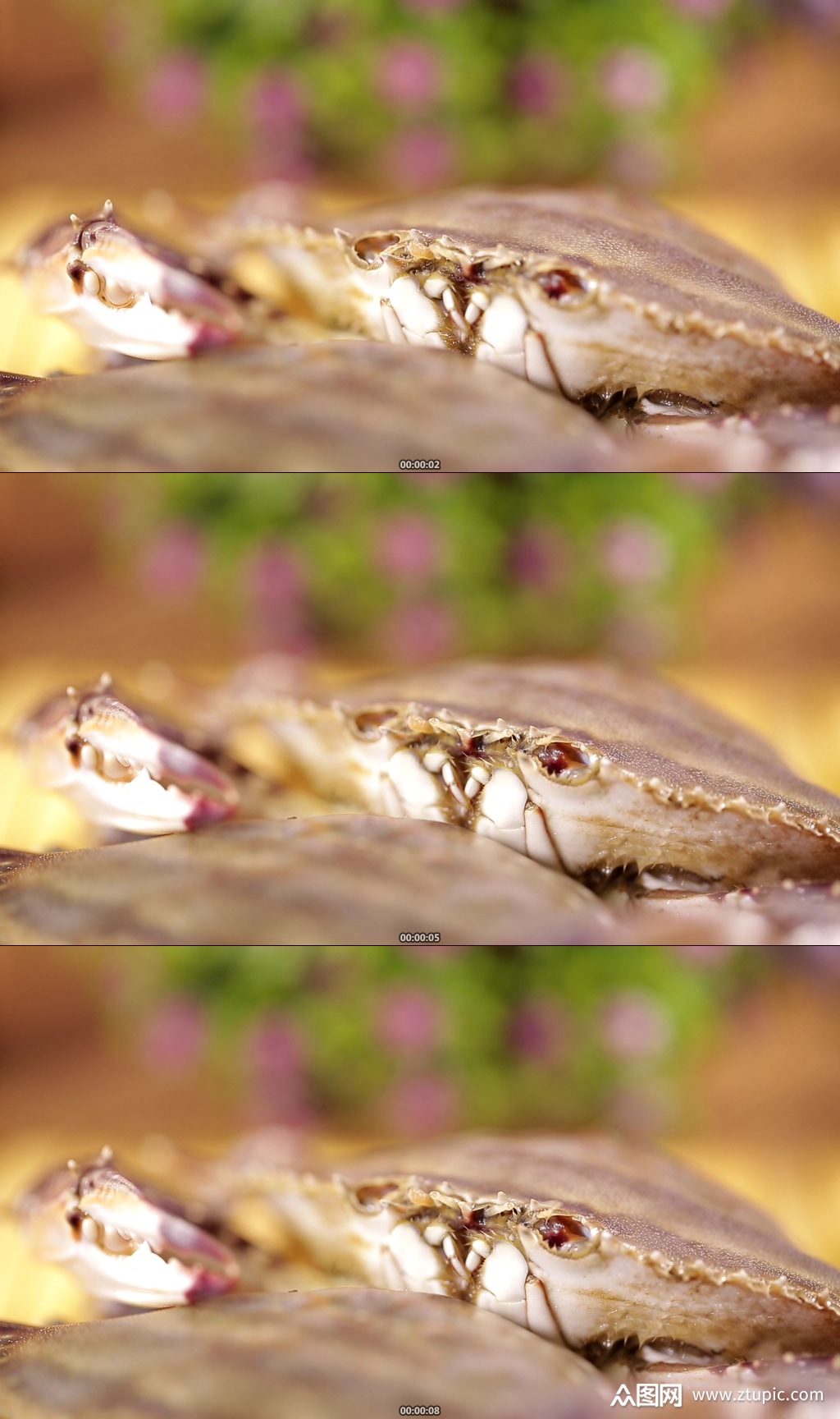 螃蟹嘴口器特写实拍素材