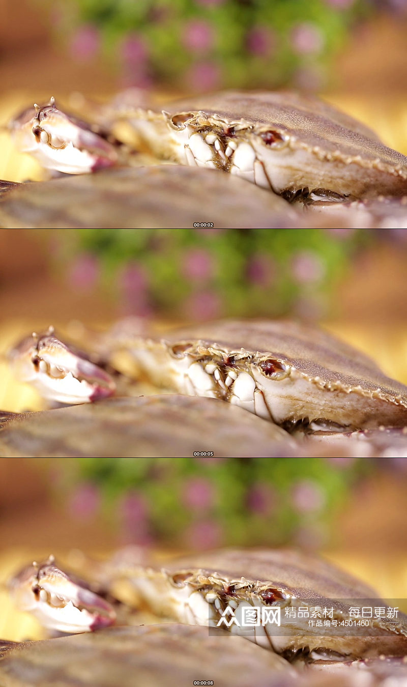 螃蟹嘴口器特写实拍素材