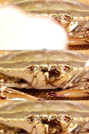 螃蟹嘴口器特写视频模板下载-编号4501465-众图网