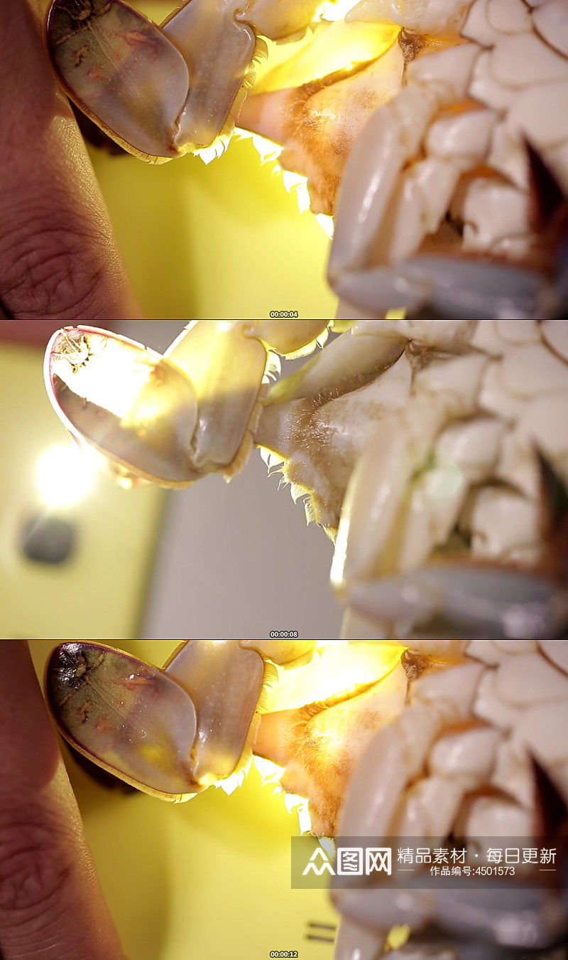 手电筒光照挑选满黄梭子蟹视频素材