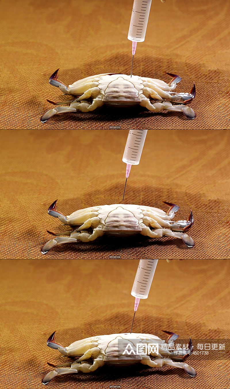 蟹脐特写螃蟹腹部实拍素材