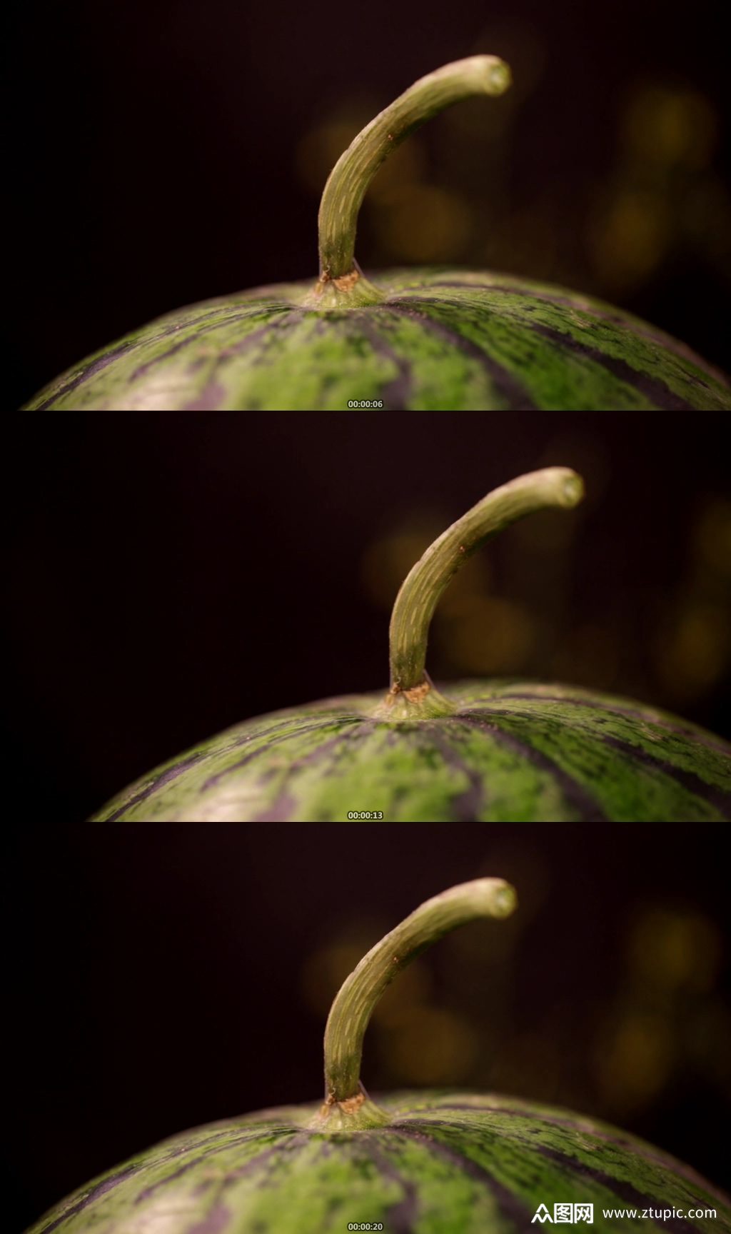 西瓜皮西瓜藤西瓜蔓实拍素材