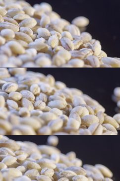 大麦胚芽种子视频