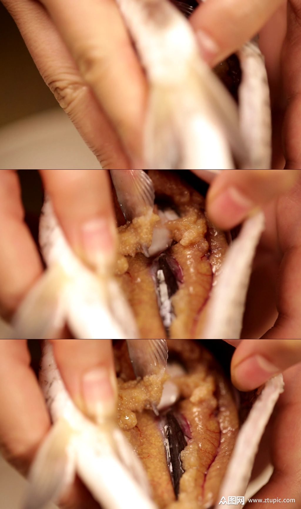 带有鱼籽的鲫鱼实拍素材