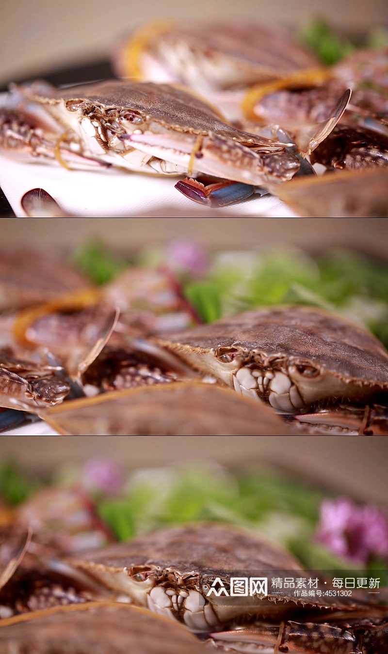 螃蟹梭子蟹飞蟹视频素材