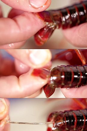 如何给小龙虾去虾线实拍模板下载-编号4549808-众图网