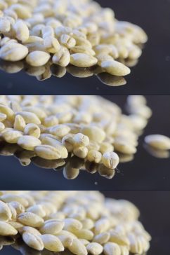 大麦胚芽种子视频