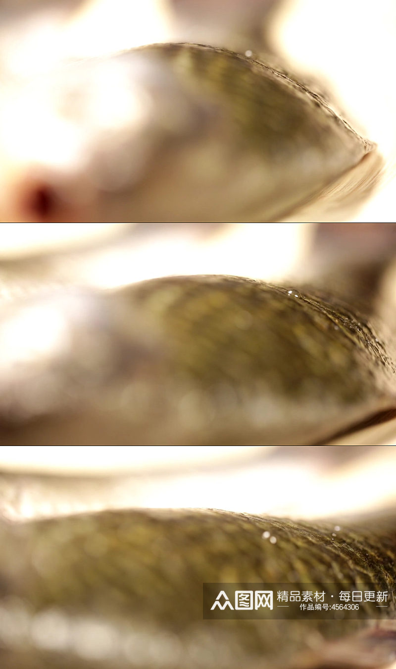 鱼鳞鱼表面黏膜视频素材
