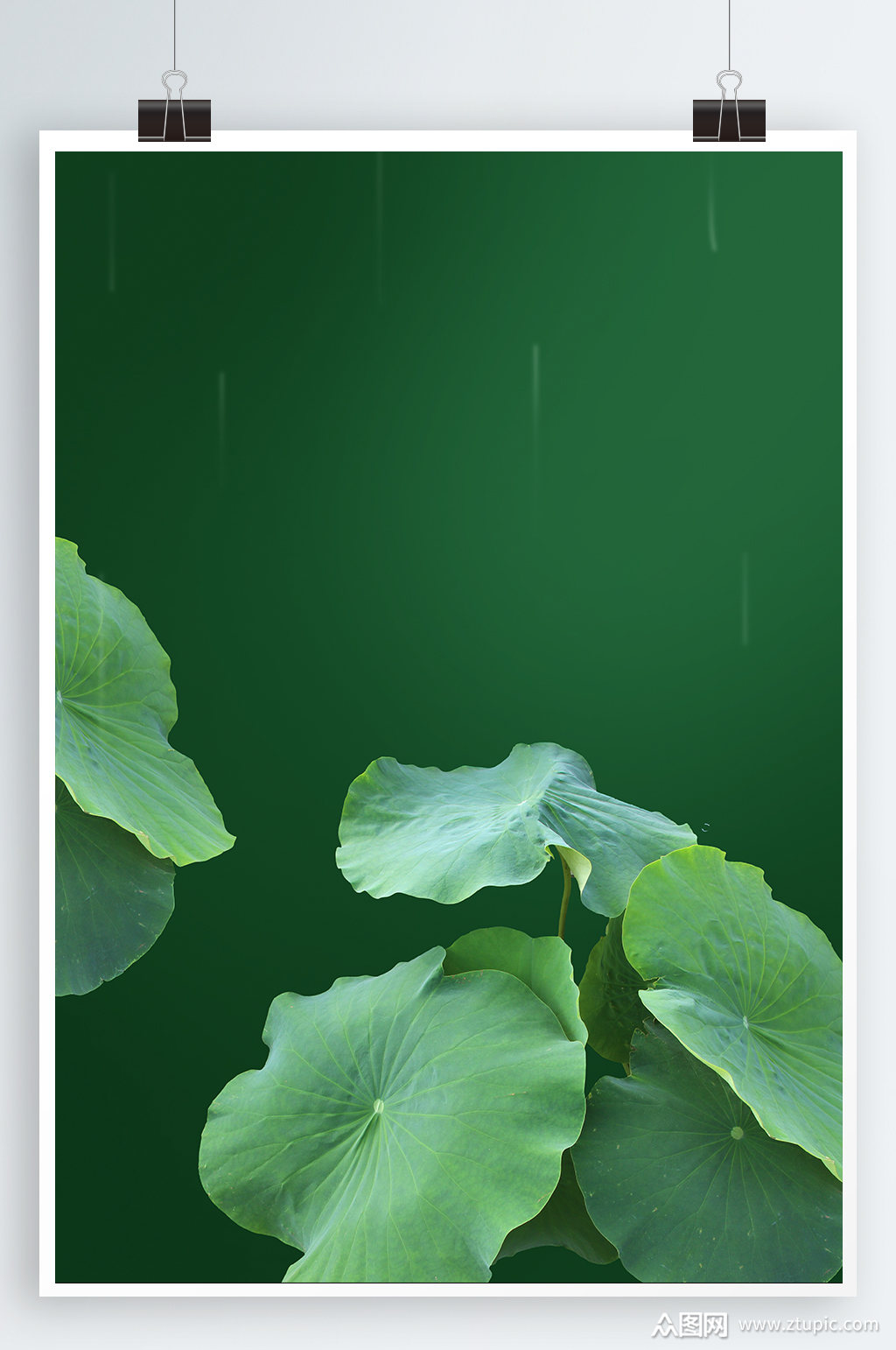 高清荷叶素雅荷花背景素材