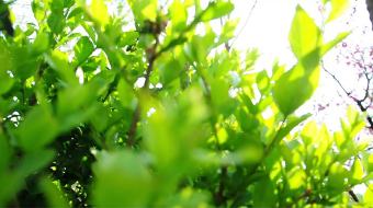 实拍春天花开空镜头素材-众图网