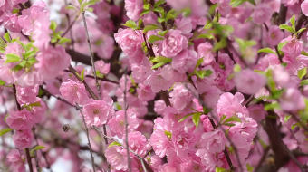 樱花实拍镜头桃花节樱花节视频素材-众图网