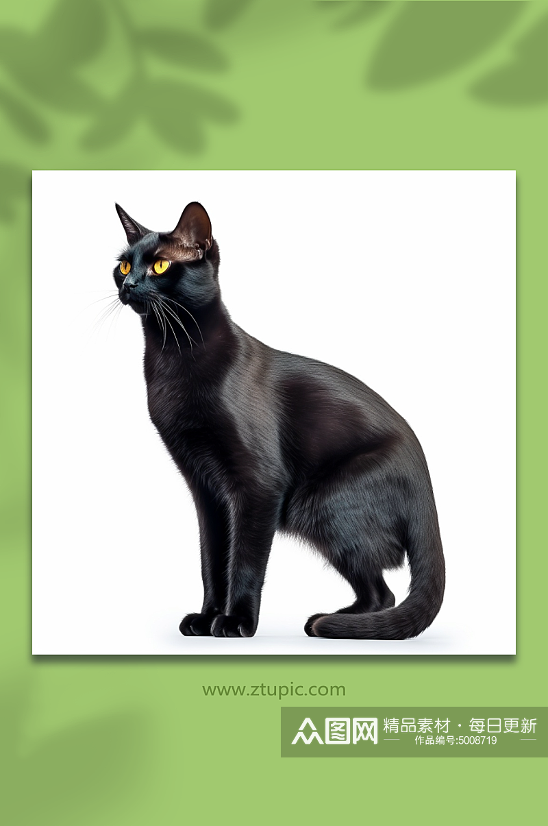 AI宠物猫黑猫摄影素材素材