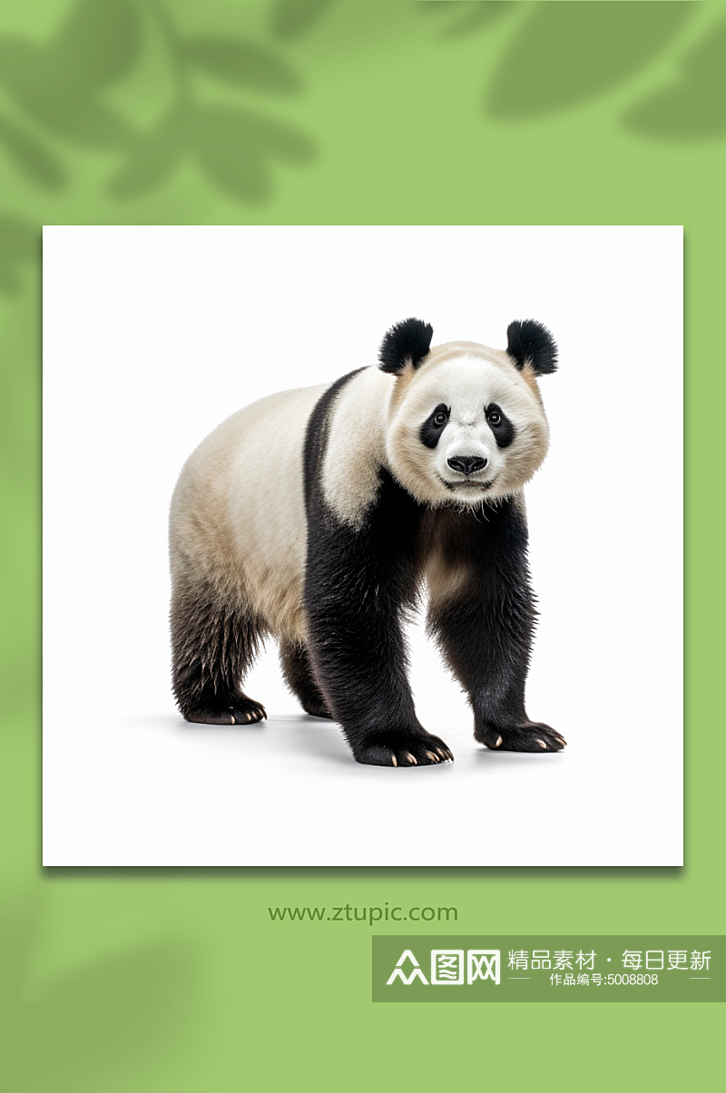 国家保护动物熊猫素材