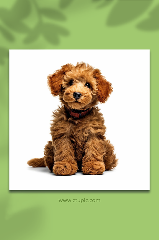 一只棕色的可爱泰迪狗狗