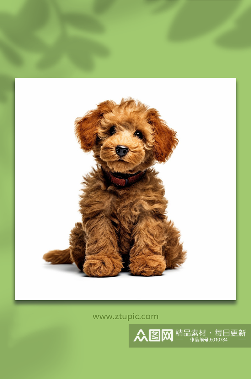 一只棕色的可爱泰迪狗狗素材