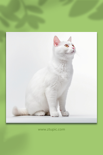 数字艺术可爱的白色小猫