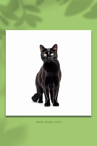 数字艺术黑色小猫背景