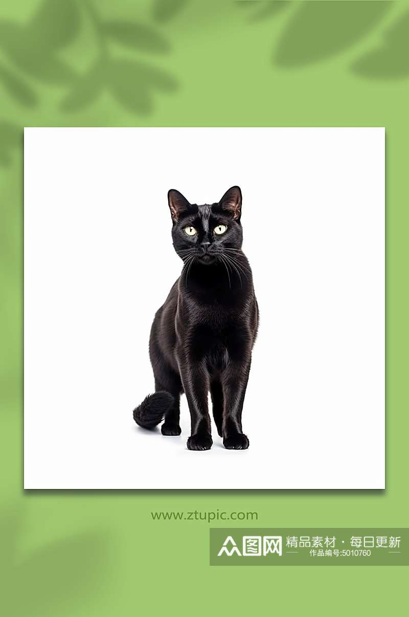 数字艺术黑色小猫背景素材