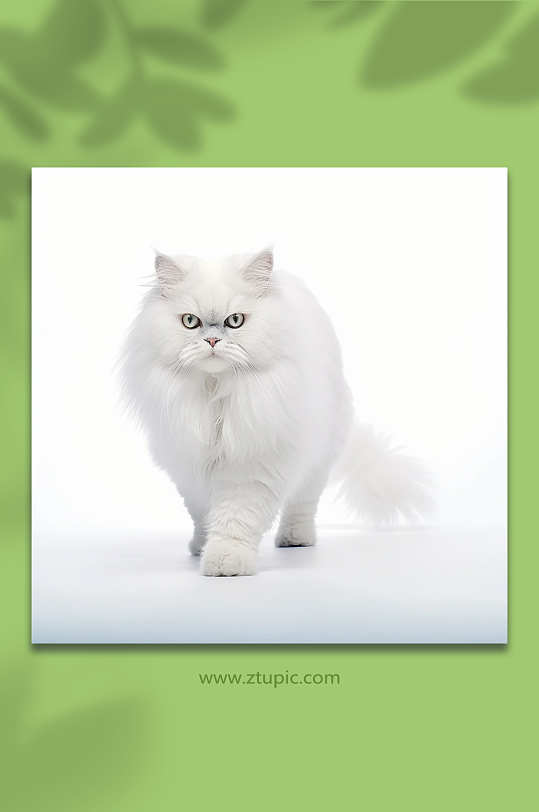 一只白色毛发的小猫形象背景
