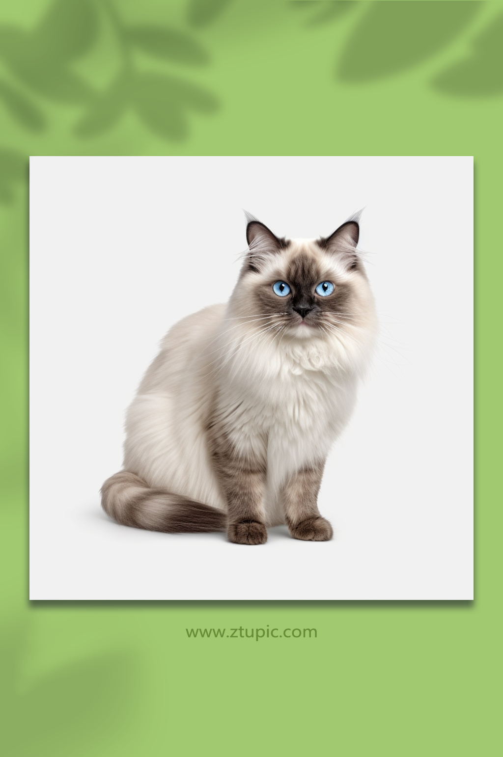 数字艺术可爱的猫形象素材