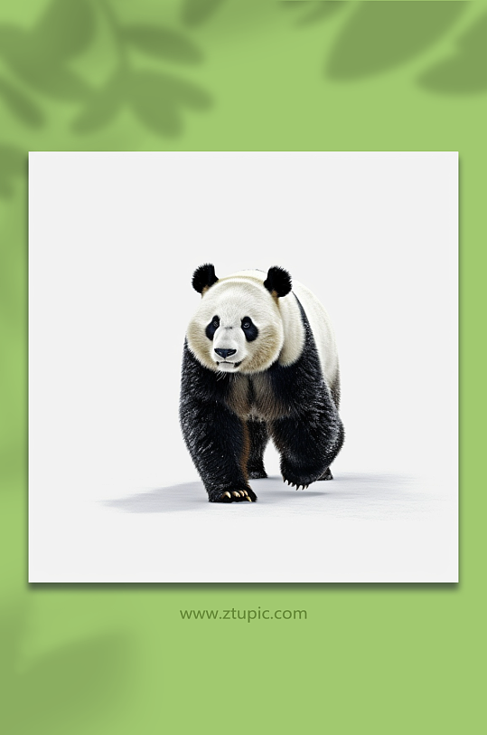 国家保护动物大熊猫