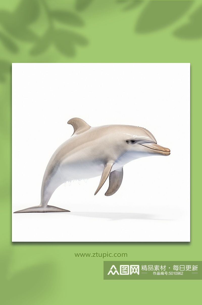 白色海豚动物形象素材