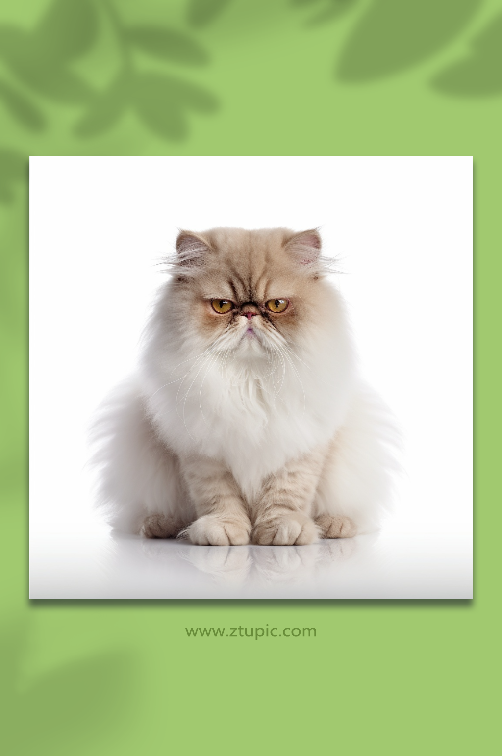 数字艺术小猫形象素材
