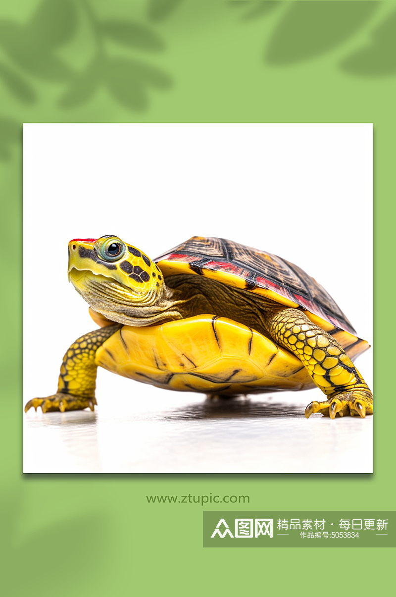 AI数字艺术乌龟动物摄影图素材