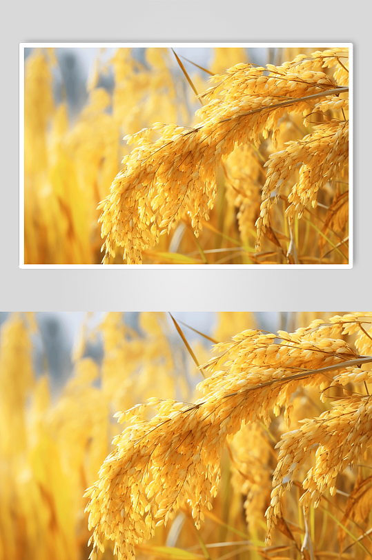 田野小麦稻穗数字艺术图片