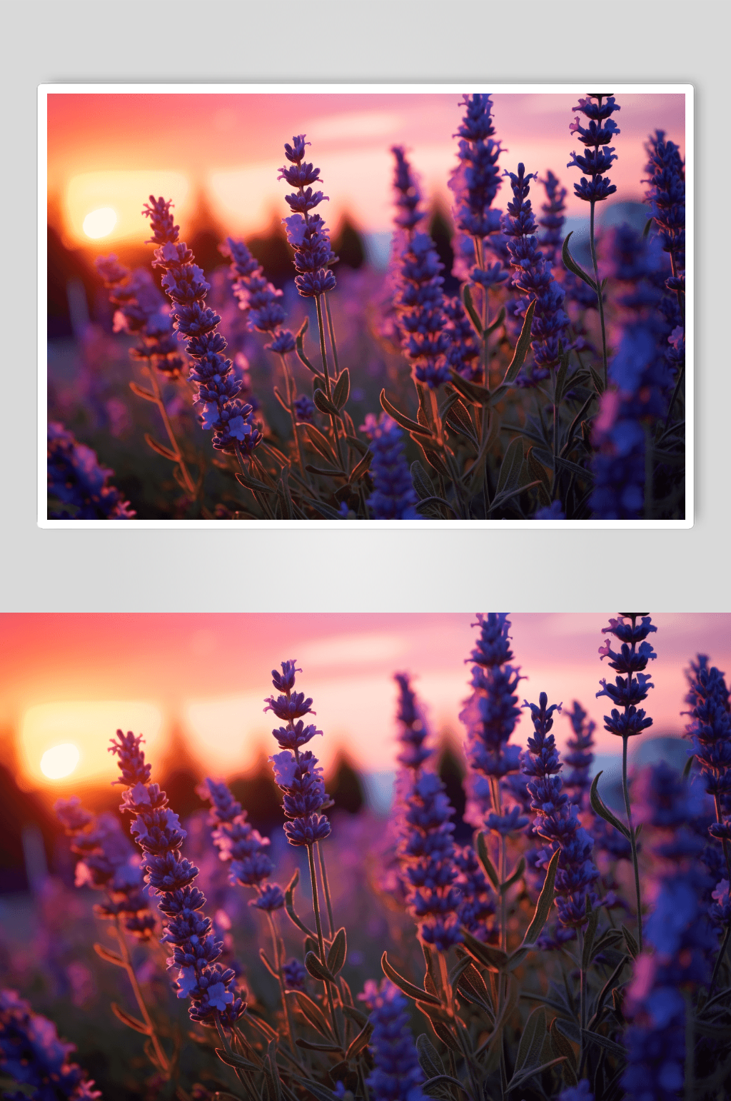 数字艺术紫罗兰花朵图片素材