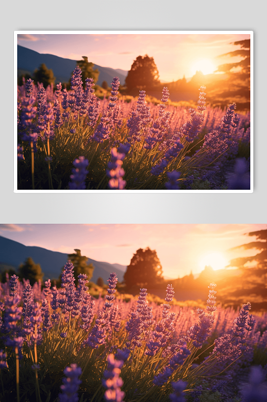 数字艺术紫罗兰花朵图片