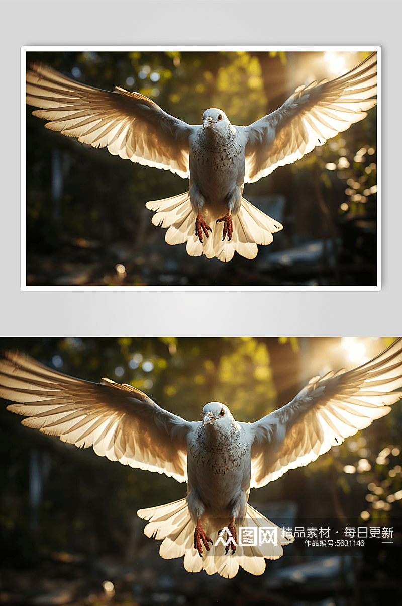 数字艺术动物鸽子图片素材
