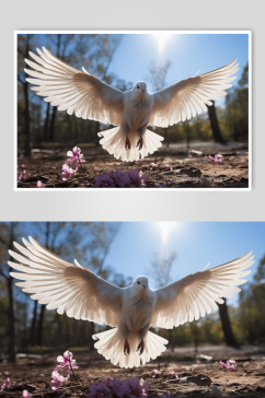 数字艺术动物鸽子图片