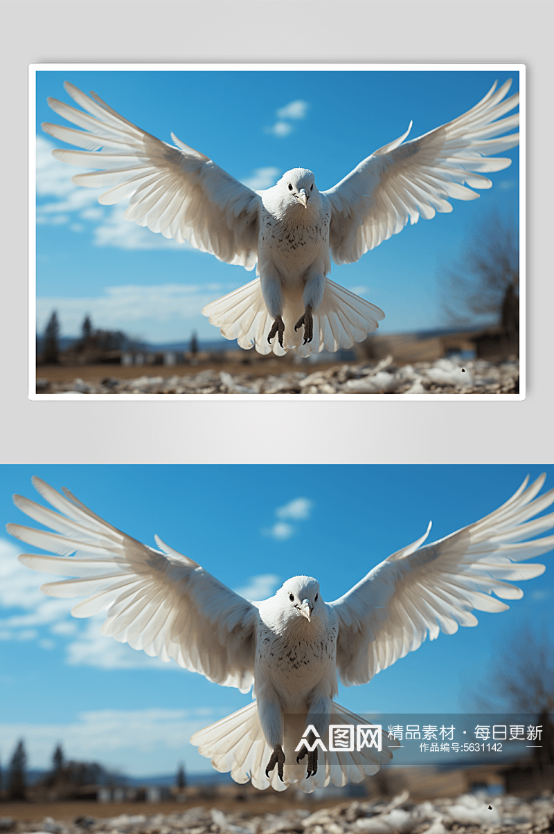 数字艺术动物鸽子图片素材