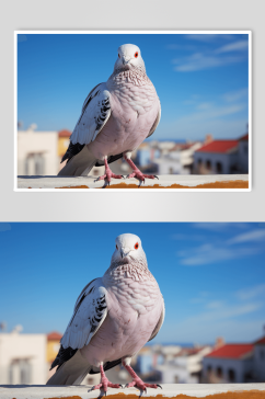 数字艺术动物鸽子图片