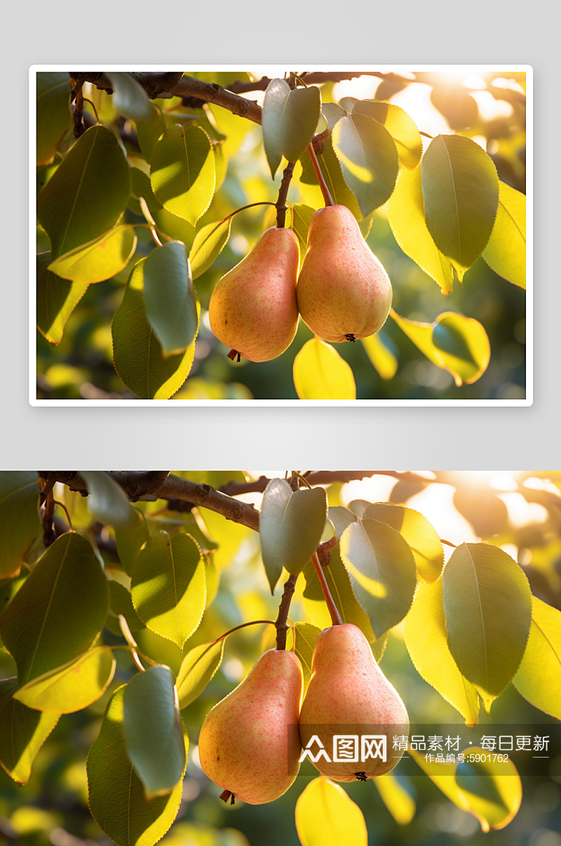 创意高清新鲜水果香梨图片素材