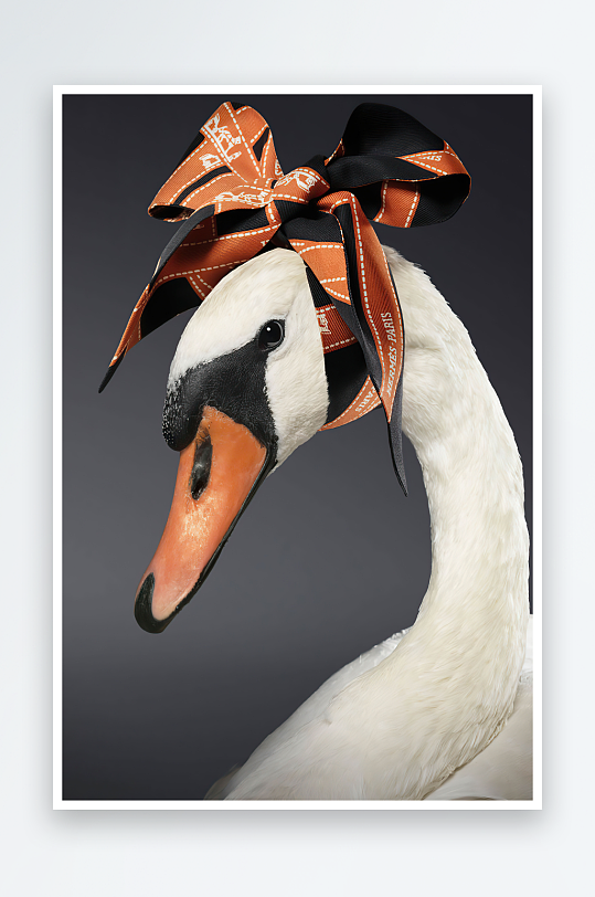 唯美戴着围巾的天鹅装饰画-众图网