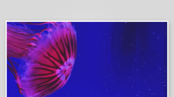 创意大气海洋水母视频背景-众图网