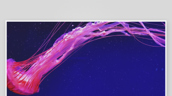 创意大气海洋水母视频背景-众图网