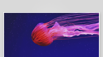 创意大气海洋水母视频背景-众图网