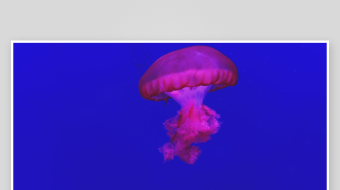 创意大气海洋水母视频背景-众图网