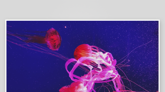 创意大气海洋水母视频背景-众图网