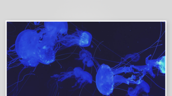 创意大气海洋水母视频背景-众图网